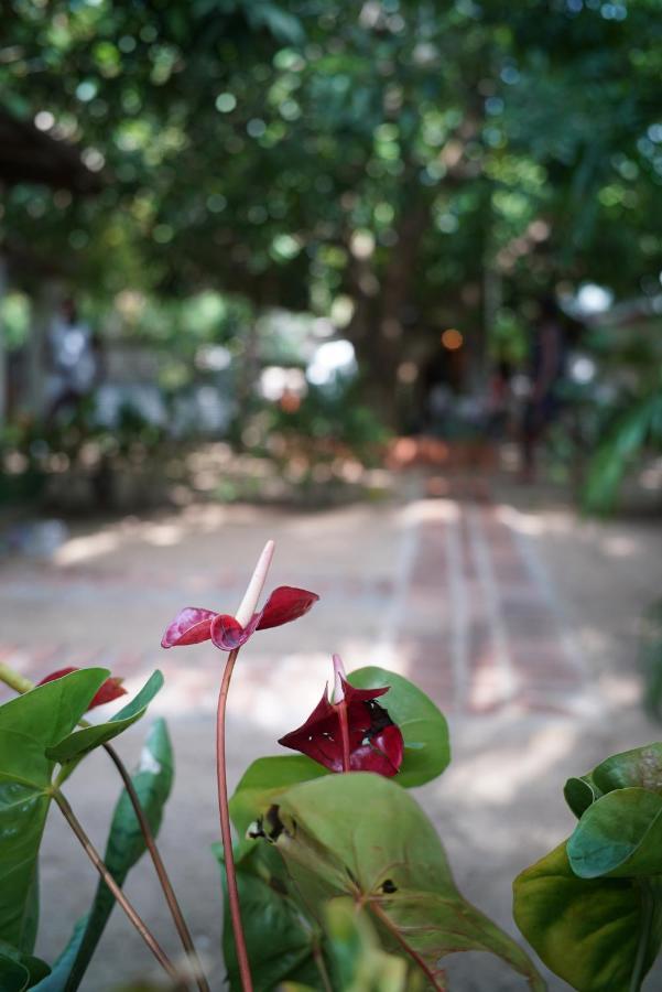 Bed and Breakfast Salty Garden Arugambay Arugam Bay Exterior foto